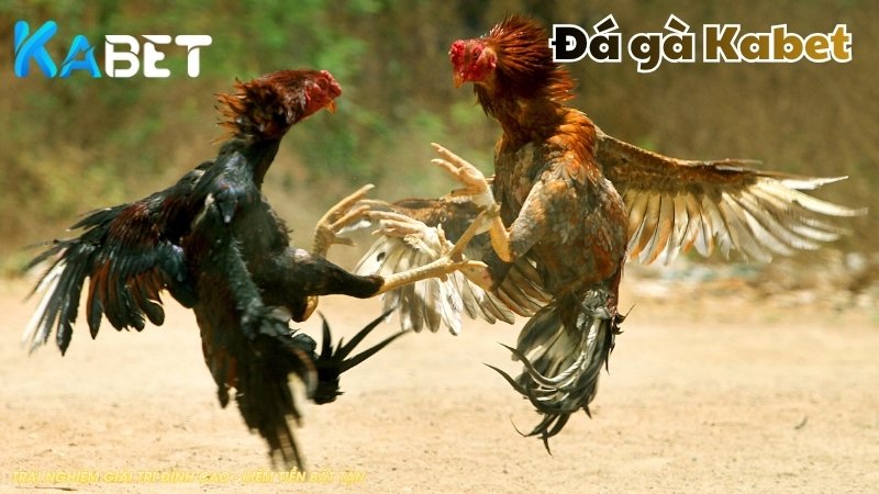 Đá Gà Kabet