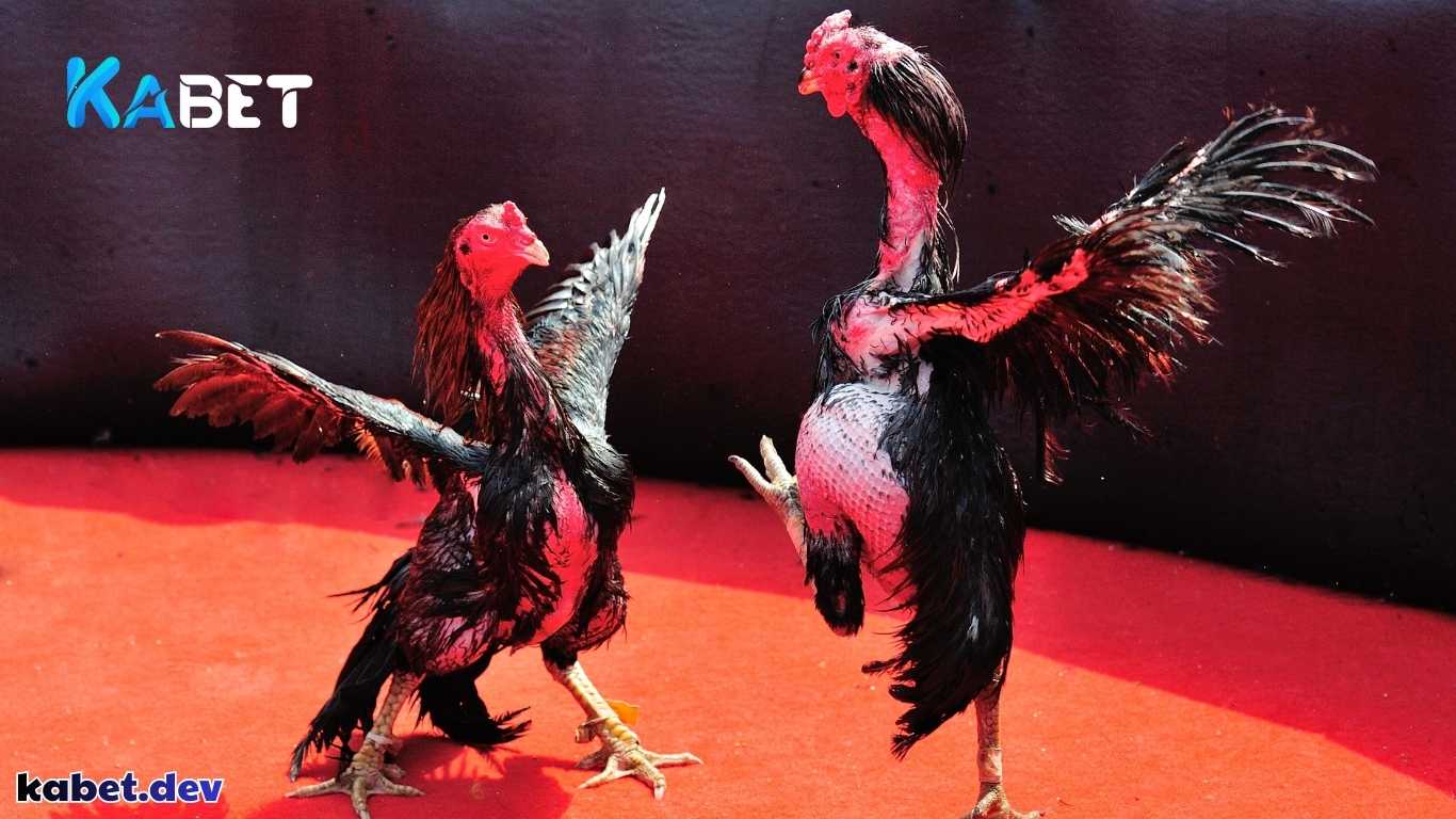 Tổng hợp các sảnh cược đá gà KABET được yêu thích